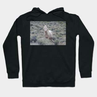 Wild Horse, stallion, wildlife, nature, gifts Hoodie